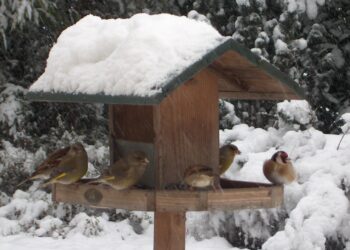 Comment font les oiseaux pour résister au froid ?