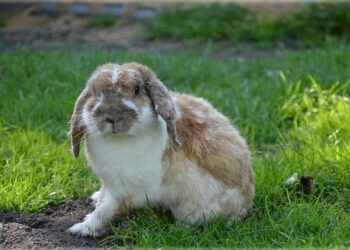 Comment gagner la confiance d'un canari ?
