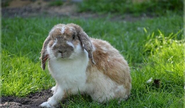 Comment gagner la confiance d'un canari ?