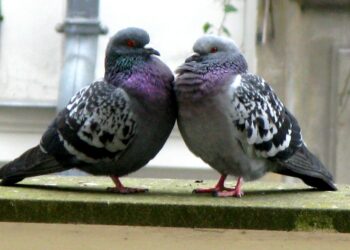 Comment gagner la confiance d'un pigeon ?