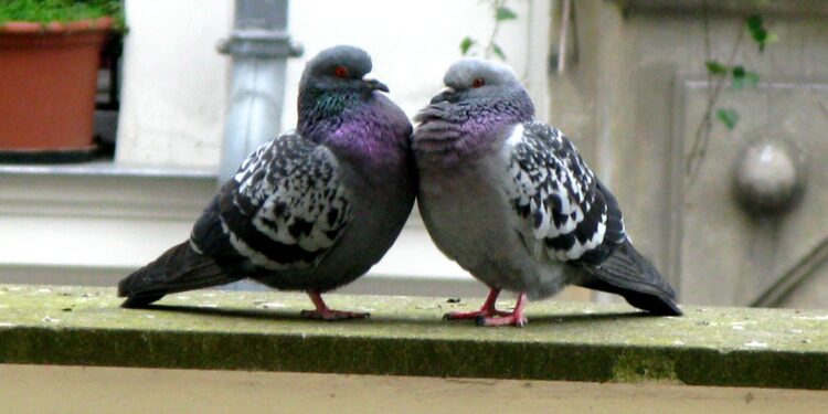Comment gagner la confiance d'un pigeon ?