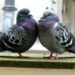 Comment gagner la confiance d'un pigeon ?