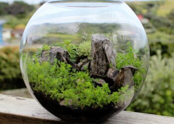 Comment garder de la mousse verte ?