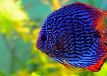 Comment garder des Discus ?