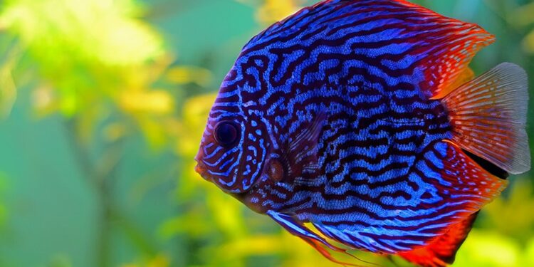 Comment garder des Discus ?