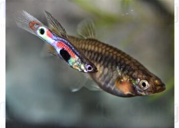 Comment garder des bébé guppy ?