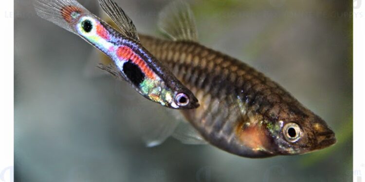 Comment garder des bébé guppy ?