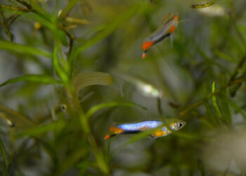 Comment garder des bébé guppy ?