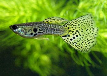 Comment garder des bébé guppy ?