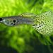 Comment garder des bébé guppy ?