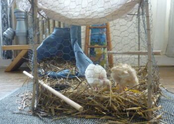 Comment garder des poussins au chaud ?