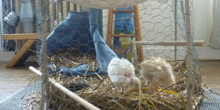 Comment garder des poussins au chaud ?