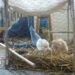 Comment garder des poussins au chaud ?