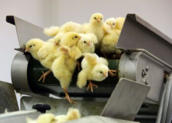 Comment garder en vie des poussins ?