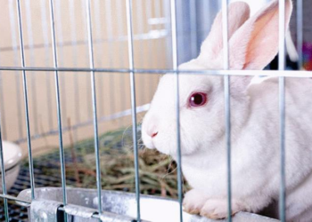 Comment garder la cage de son lapin propre ?