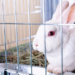Comment garder la cage de son lapin propre ?