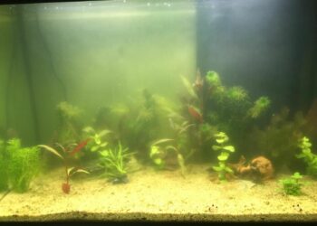 Comment garder l'eau des poissons propre ?