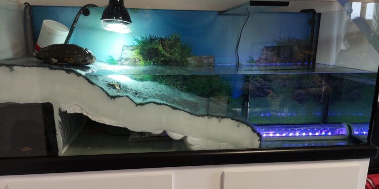 Comment garder l'eau des poissons propre ?