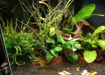 Comment garder l'eau propre aquarium ?