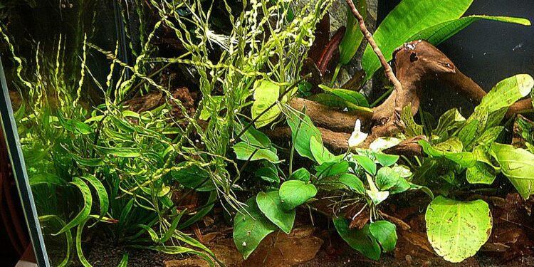 Comment garder l'eau propre aquarium ?