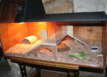 Comment garder propre l'eau de l'aquarium de ma tortue ?