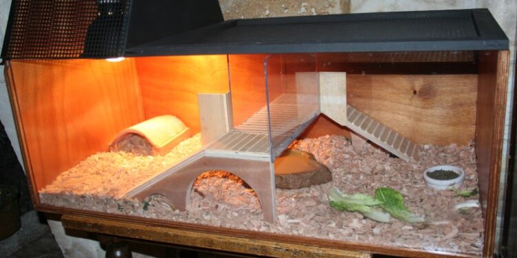 Comment garder propre l'eau de l'aquarium de ma tortue ?