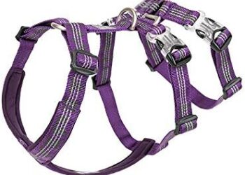 Comment garder un chien sans clôture ?