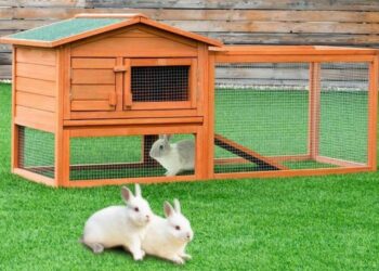 Comment garder un lapin dans son jardin ?