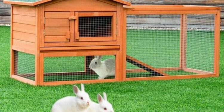 Comment garder un lapin dans son jardin ?