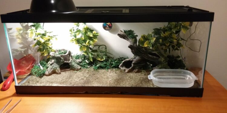 Comment garder un lézard en captivité ?