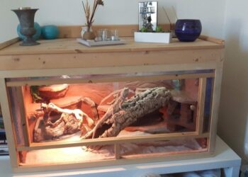 Comment garder un lézard en captivité ?