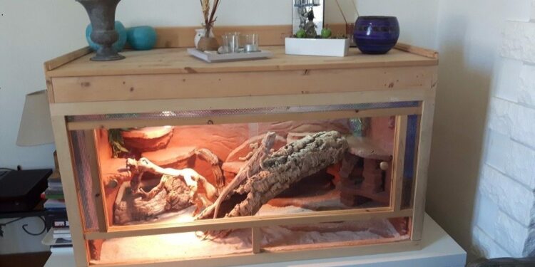 Comment garder un lézard en captivité ?