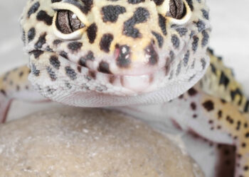 Comment garder un lézard en captivité ?