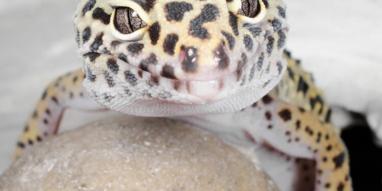 Comment garder un lézard en captivité ?