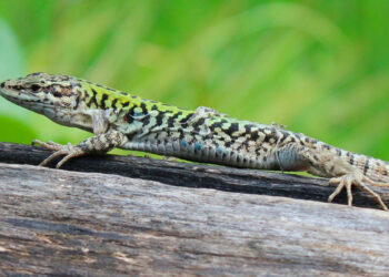 Comment garder un lézard en vie ?