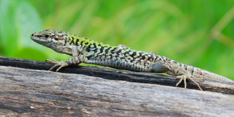Comment garder un lézard en vie ?