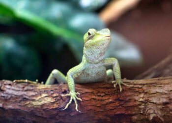 Comment garder un lézard en vie ?