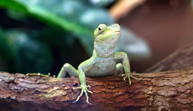 Comment garder un lézard en vie ?