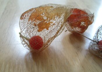 Comment garder un physalis l'hiver ?