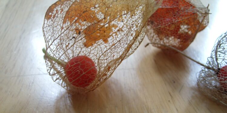 Comment garder un physalis l'hiver ?
