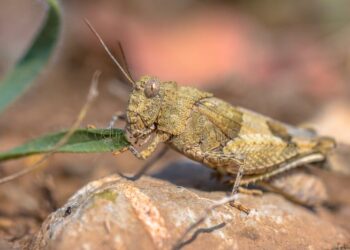Comment garder une sauterelle en vie ?