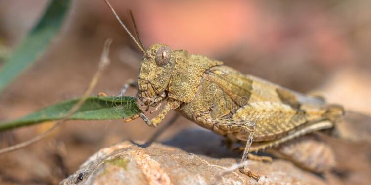 Comment garder une sauterelle en vie ?