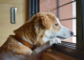 Comment gérer l'anxiété de séparation du chien ?