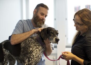 Comment gérer l'incontinence d'un chien ?