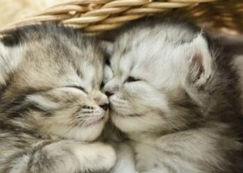 Comment gérer un chaton la nuit ?