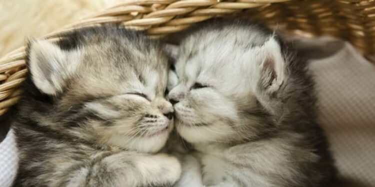 Comment gérer un chaton la nuit ?