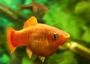 Comment gérer un pic de nitrite ?