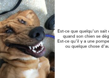 Comment gronder un chiot qui fait pipi ?