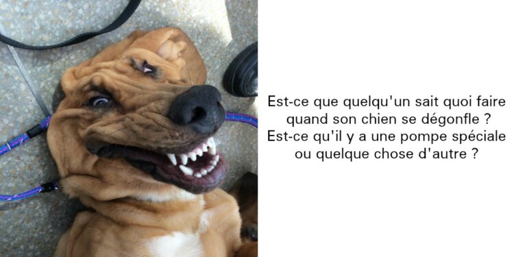 Comment gronder un chiot qui fait pipi ?