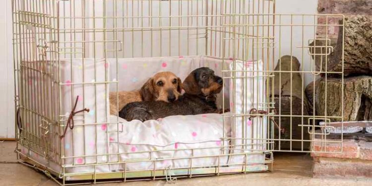 Comment habituer son chien à rester dans sa cage ?